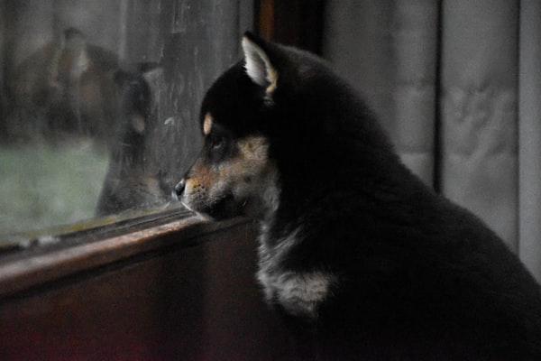 shiba inu dog looks through a window